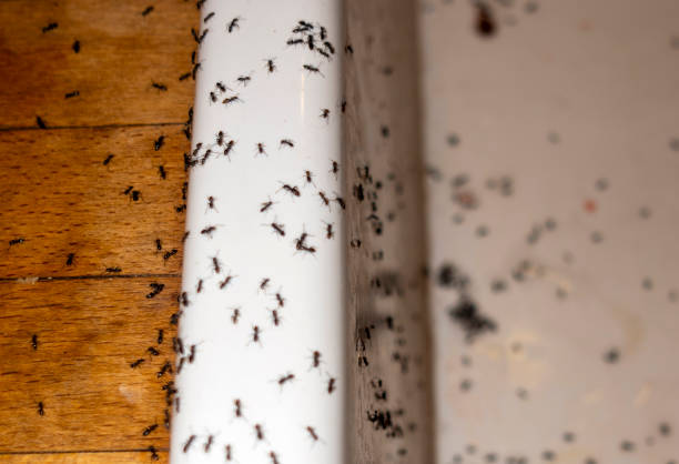 Trusted Asbury Lake, FL Pest Control Experts